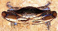 crabby2.jpg